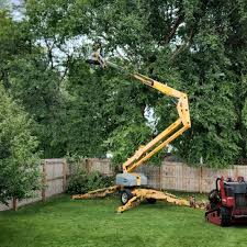 How Our Tree Care Process Works  in Fruitland Park, FL